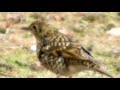 トラツグミが小雪の舞う中で餌探し～野鳥観察　9321