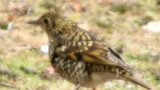 トラツグミが小雪の舞う中で餌探し～野鳥観察　9321