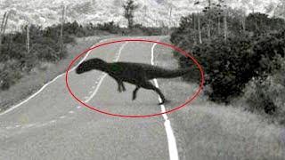 15 Dinosaurs Caught On Camera And Seen In Real Life