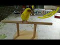 セキセイインコ 卓上止まり木作ってみました♪