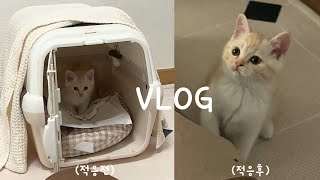 VLOG | 입양 브이로그 | 아기고양이와 초보 집사 | 만난지 한 시간만에 고양이랑 친해지다?!