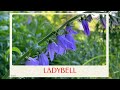 calm journey into the realm of  beautiful ladybells flower, ladybells virtual tour