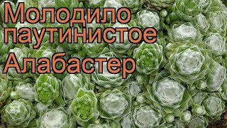 Молодило паутинистое Алабастер (alabaster) 🌿 обзор: как сажать, рассада молодила Алабастер