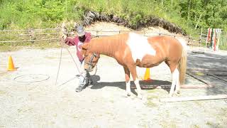 Hrimmi Advanced level 1 star walking Large pony June 2020