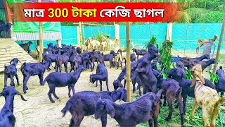 পশ্চিমবঙ্গে ব্ল্যাক বেঙ্গলের চাহিদা কেমন || goat farming black bengal ||300 টাকা কেজি ছাগল