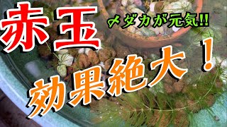 【メダカ飼育】冬の高級メダカ愛好家宅アポ無し突撃！