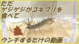 ただゲジゲジがゴキブリを食べてウンチするだけの動画～Bushy just eats cockroaches and poops.～