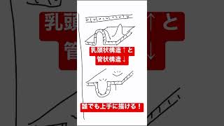 病理　組織　粘膜　papillaryとtubular