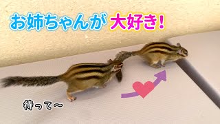 お姉ちゃんが大好きなシマリス