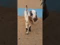 Cute Baby Goat Video | Funny Goat Baby | #Shorts