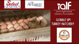 Gobble Up! Turkey Hatchery FarmChat®