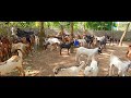 ആടുകൾ wholesale വിലയിൽ ലഭിക്കുന്ന ഒരേ ഒരു ഫാം goat farming kerala