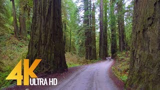 4K Forest Scenic Drive - Howland Hill Road, Jedediah Smith Redwoods, CA - New Version