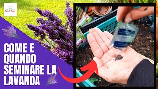 Lavanda - Come E Quando SEMINARE LA LAVANDA