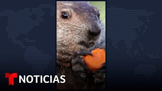 Hoy es el Día de la Marmota y Phil ya compartió su predicción #Shorts | Noticias Telemundo