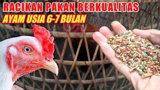 Pakan Ayam Bangkok Umur 6-7 Bulan Yang Bagus