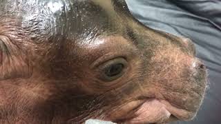 Hippo Fiona Grunting - Cincinnati Zoo #shorts