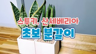 스투키, 산세베리아 초보의 분갈이