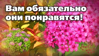 Новые сорта японской спиреи.  Яркие цветы, необычные листья