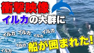 【イルカに大群】クルーザーでしか見ることが出来ない絶景！