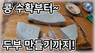 [콩/두부] 콩(서리태) 수확부터~ 두부 만들기까지! / 두부 만드는 방법, 두부 만들기 - 농사일기