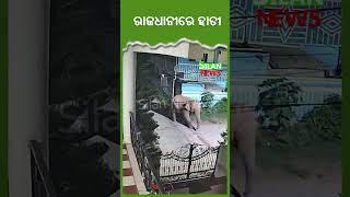 ରାଜଧାନୀରେ ହାତୀ: ଅଞ୍ଚଳବାସୀ ଆତଙ୍କିତ || Wild Elephant Spotted Near SUM Hospital Area || Silan News