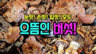 으뜸 중의 으뜸인 버섯! 만나면 눈맛, 손맛, 입맛, 기분까지 좋아진다!