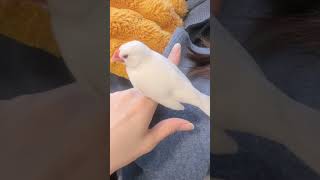 羽のお手入れをする文鳥つるさん　 #birds #可愛い小鳥 #bird #文鳥