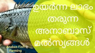 Anabas Fish Farming Kerala | Huge Profit From Fish Farming  അനാബസ് മത്സ്യകൃഷി  Anabas Fish Malayalam