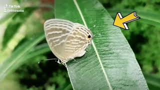 ഇന്നത്തെ അതിഥി 🦋🦋🦋