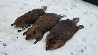 Under Ice Dam Sets Catch these Big Beaver (Caught a GIANT as we Walked up)