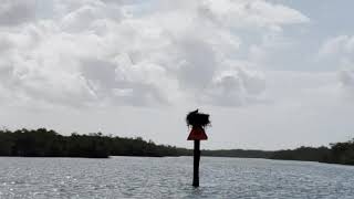 Osprey resting in nest