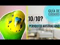 Periquito Australiano la mejor mascota?? Guía de cuidados