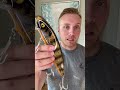 best fall musky lures musky fish fishing bigfish viral fishingvideos shorts viralvideo