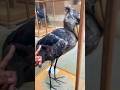 Birds 🐦🐦 in the Oxford Museum #oxford #museum #uk  #shortvideo #short #shorts