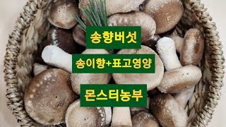 송향버섯 송이향과 표고의 영향을 동시에 몬스터농부