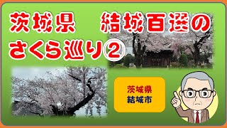 【結城市さくら巡り②】結城桜めぐりコース。常光寺・称名寺・孝顕寺・弘経寺・安穏寺・住吉高椅神社・旧結城市役所・看護学校周辺・結城小学校の桜見物。