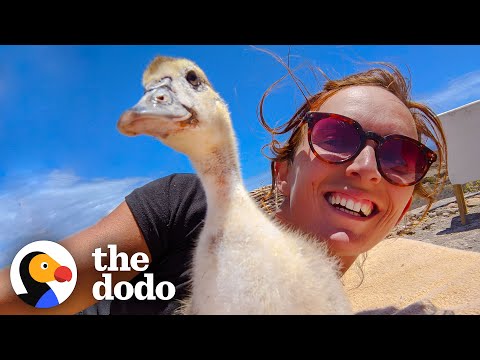 Do baby ducks imprint humans?