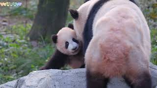 Panda Mang Zai takes Mang Xiaowu, he loves her so much. Xiaowu looks so cute and obedient