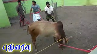 செங்குறிச்சி புகழ் அவர்களின் புதுவரவு🔥💥🔥||sevalai||jallikattu||jallikattu video||madurai jallikattu