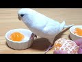 みかんが食べたいセキセイインコの先頭争いが可愛すぎた