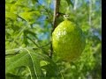 Knobby growths on trees |Daphne Richards |Central Texas Gardener