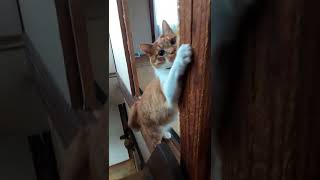 駆け上がる猫さん　#Shorts　【侵入した野良仔猫】～家猫修行中～