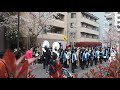 文京さくらまつり　播磨坂さくら並木　桜は満開　お花見日和　2019.3.31 sakura