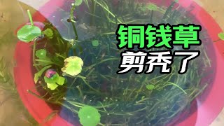 铜钱草大修剪又现奇特生物，大圣又吃惊了