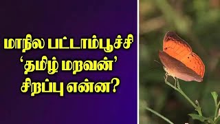 மாநில பட்டாம்பூச்சி 'தமிழ் மறவன்' சிறப்பு என்ன?