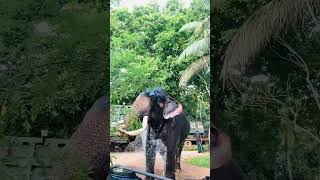 වාසනා නාන විදිහ | මිනුවන්ගොඩ පෙරහැර | elephant bring