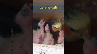 LUNCH TIME😋😋 #shorts #cockatiel #birds #funnyanimals #cute #parrot