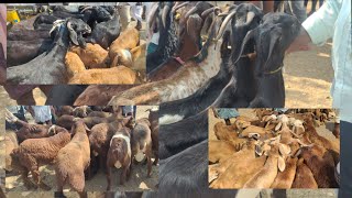 Goats and Sheeps Market ఈవారం నెమ్మికల్ సంతలో ఎన్ని రకాల బేరాలు జంతువులు వచ్చినాయా చూపిస్తున్నాను