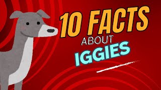 Top 10 Facts About Italian Greyhounds